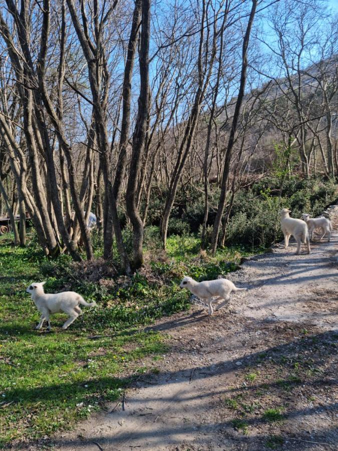 Wolf & Sheep Nature & Adventure 波德戈里察 外观 照片