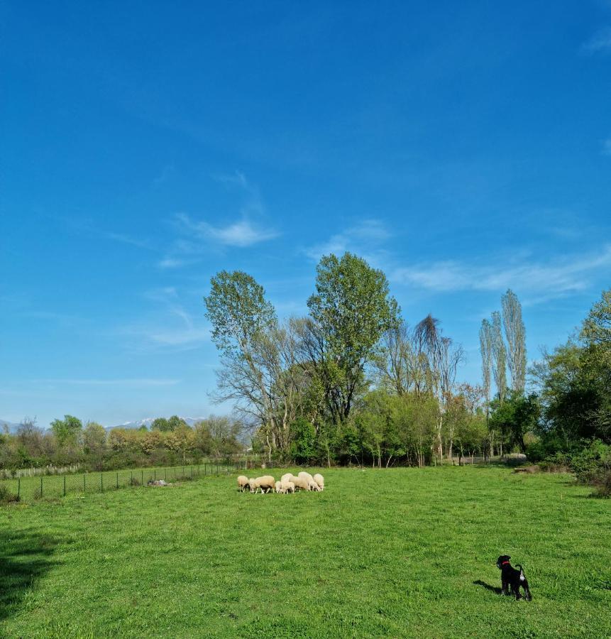 Wolf & Sheep Nature & Adventure 波德戈里察 外观 照片